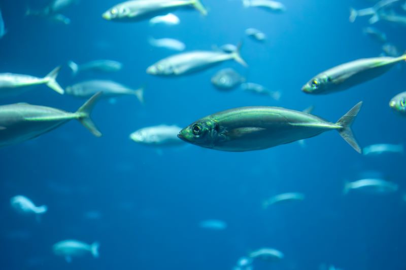 acuicultura